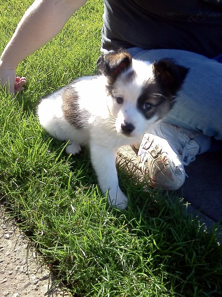 Why is my dog barking at the floor? r/AskReddit