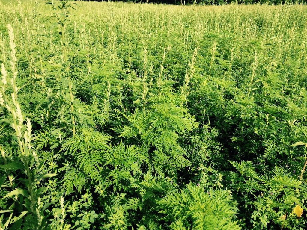 New Hay field with weeds. My solution (video incl.). Now what