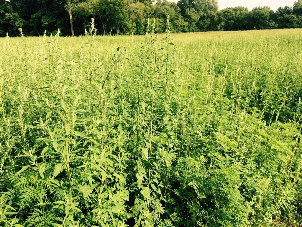 New Hay field with weeds. My solution (video incl.). Now what