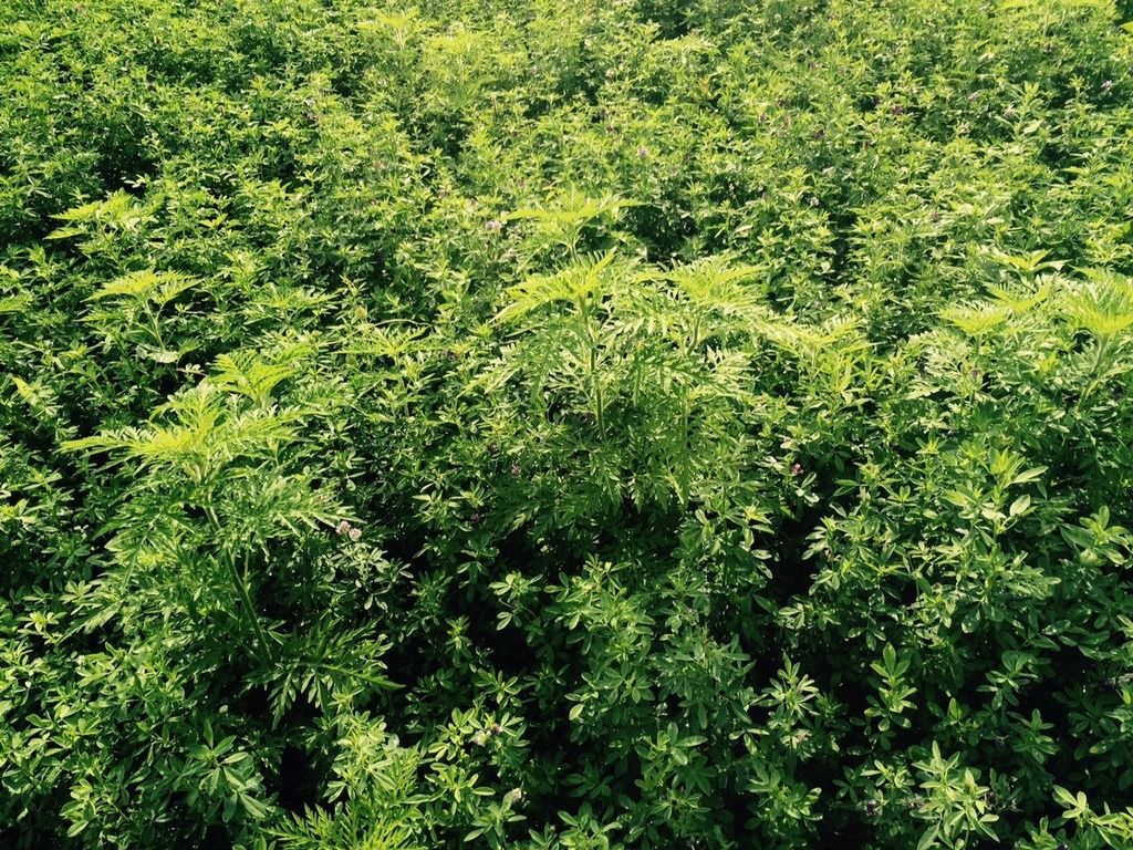 New hay field overrun with weeds. My solution (video included). Now