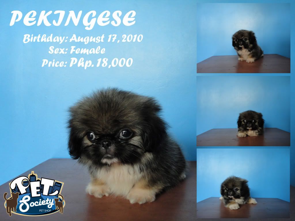 Pekingese Puppies For Sale