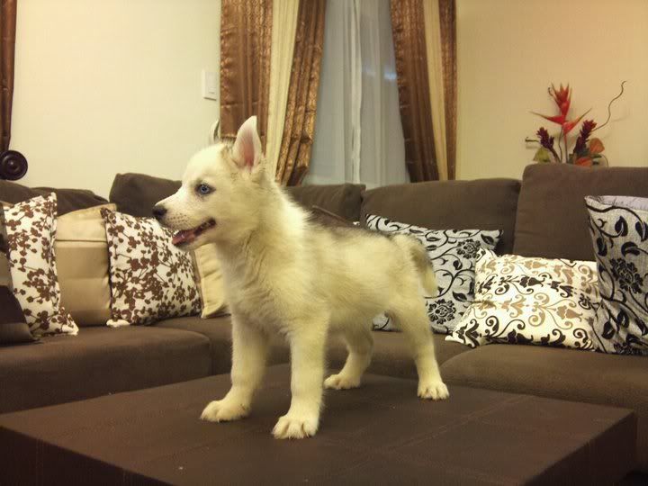 Siberian Husky Puppies For Sale!!! Philippines - 3051036