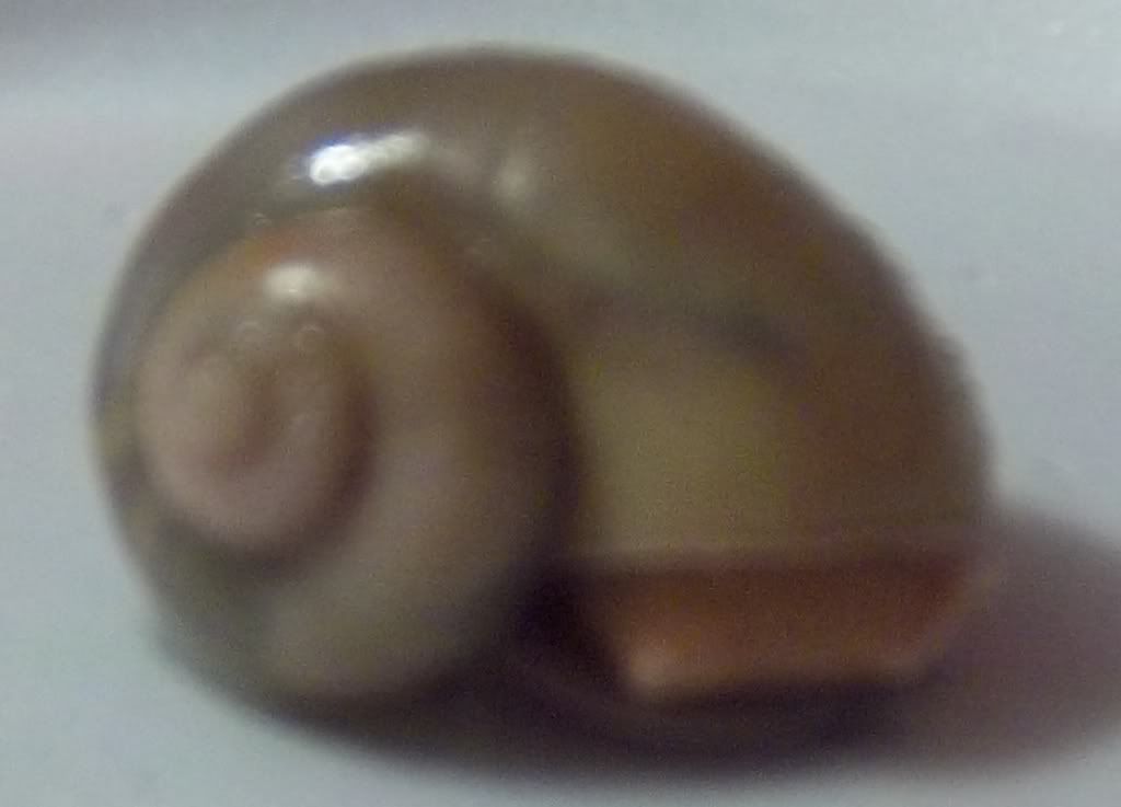 Ivory Mystery Snail
