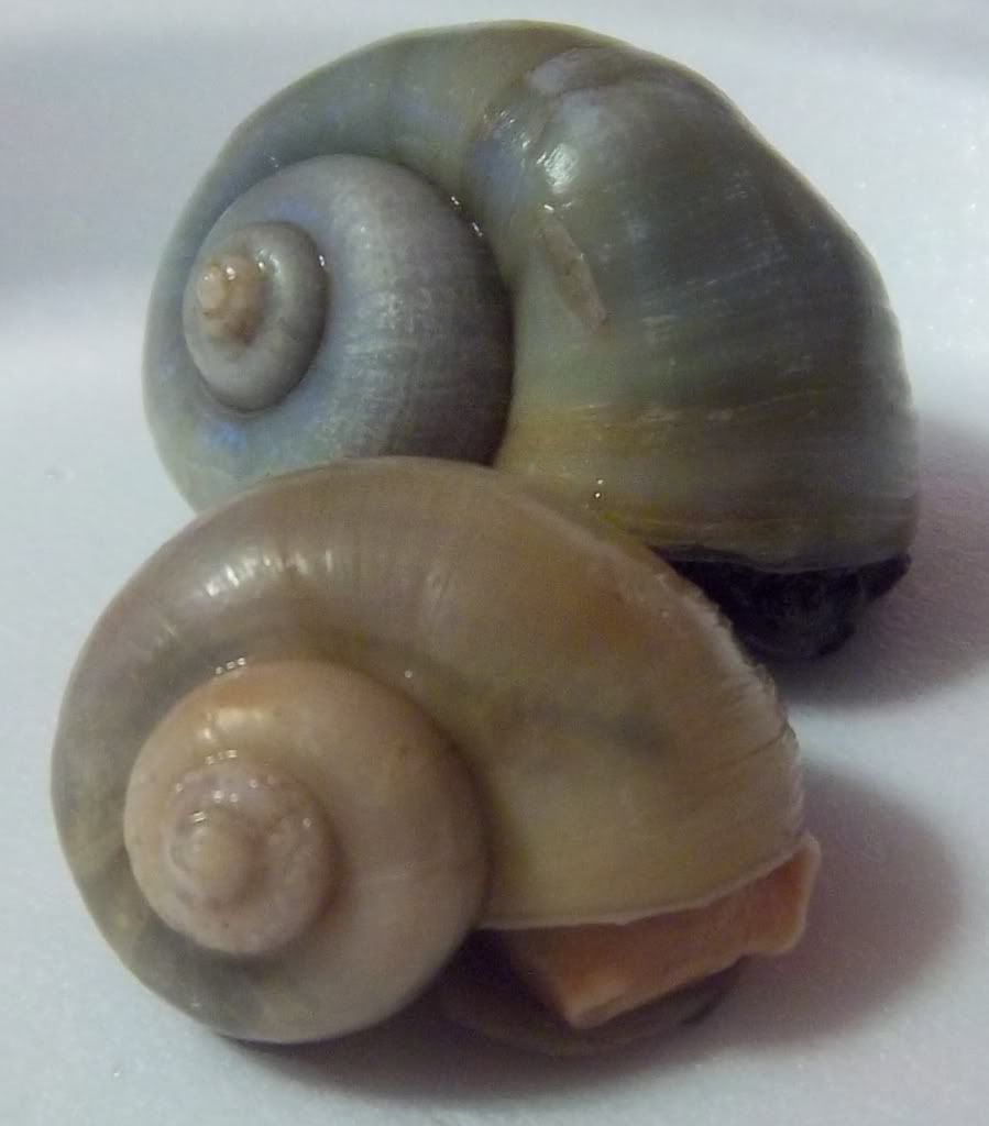 Ivory & Blue Mystery Snails