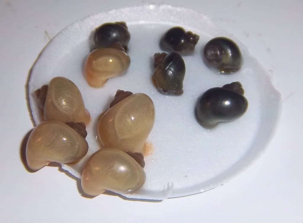 Mixed Snails Marble size