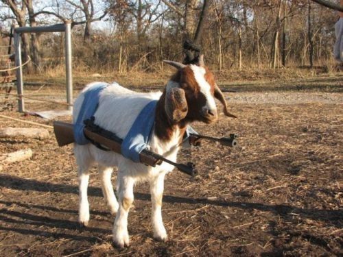 ArmedGoat.jpg