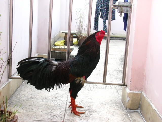 Coi-Da-Ga-Tre Coi Vay GA Da http://www.5giay.vn/thu-cung-thu-nuoi/4378043-q10-dang ...