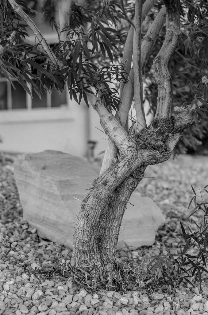 IMAGE: http://i1200.photobucket.com/albums/bb326/dncingsugarplum/DSC_1425-3.jpg