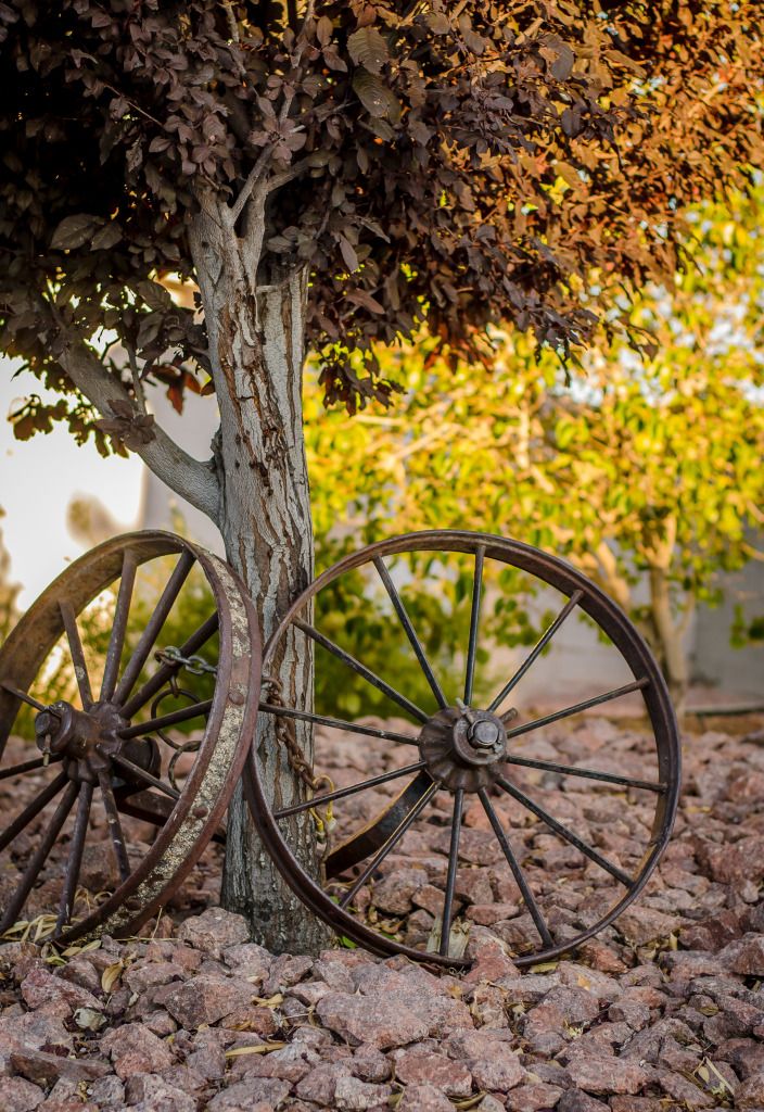 IMAGE: http://i1200.photobucket.com/albums/bb326/dncingsugarplum/DSC_1439-2.jpg