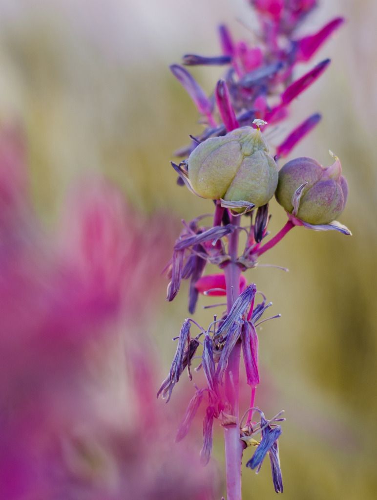 IMAGE: http://i1200.photobucket.com/albums/bb326/dncingsugarplum/Kyle/Photography/DSC_1417.jpg