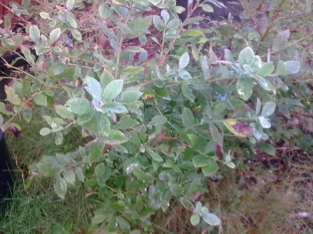  photo Image019_zpsd628b272.jpg