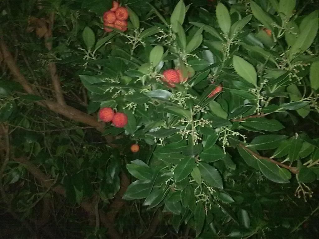  photo Image021_zpsa3fa0a2a.jpg