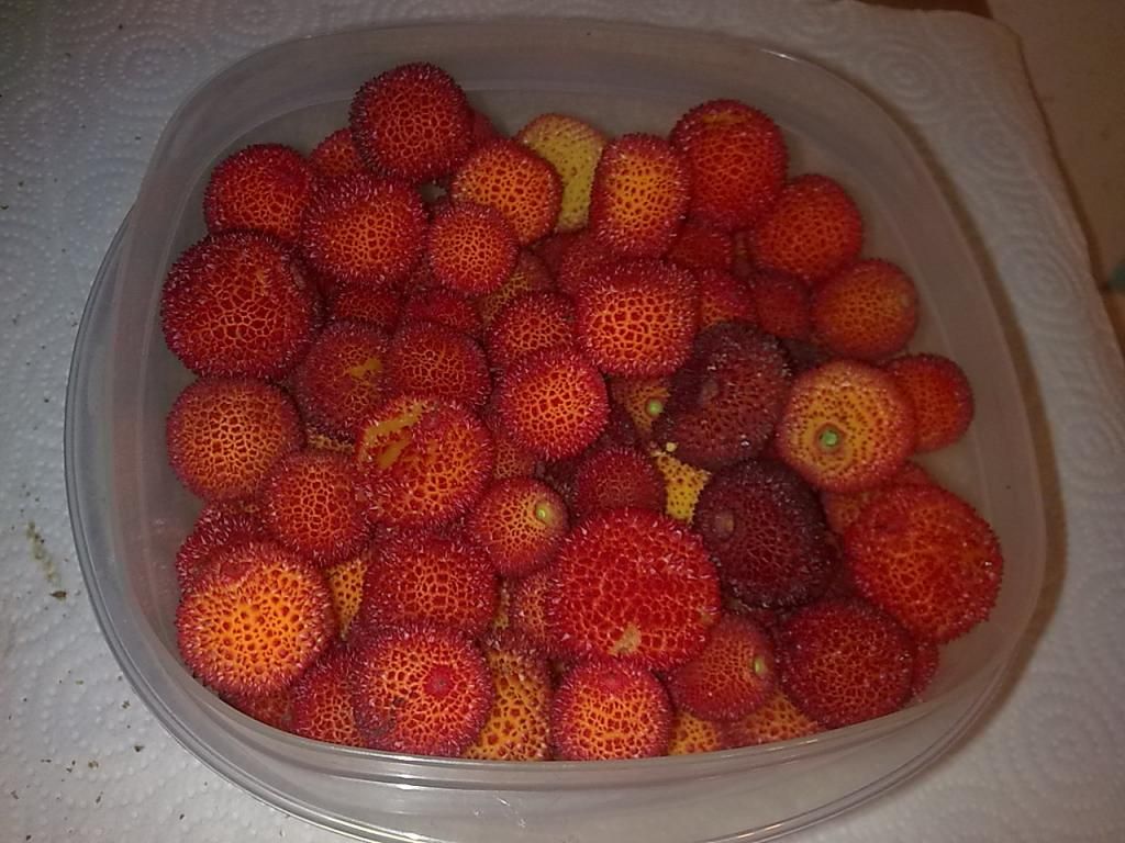  photo Image022_zpseae4949b.jpg