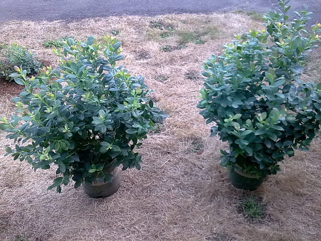  photo Image085_zps5dba2b1d.jpg