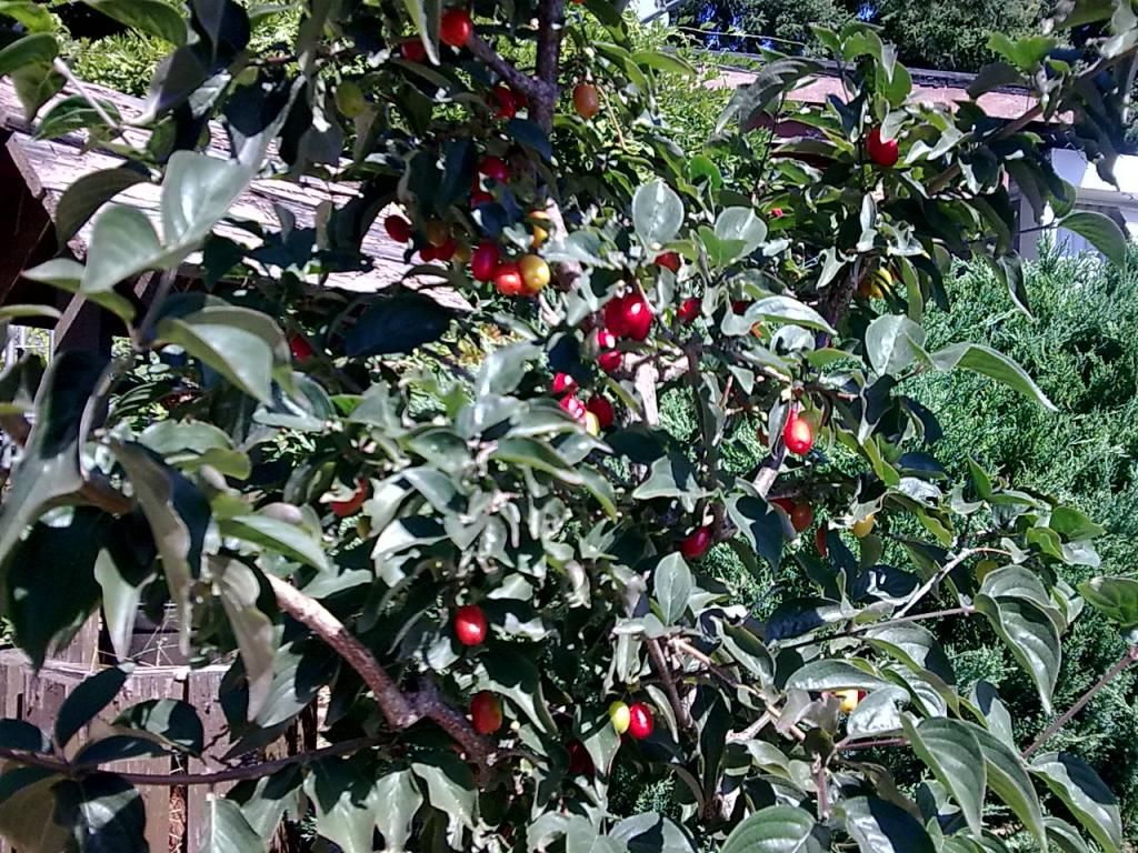  photo Image325_zps2d54a9b1.jpg