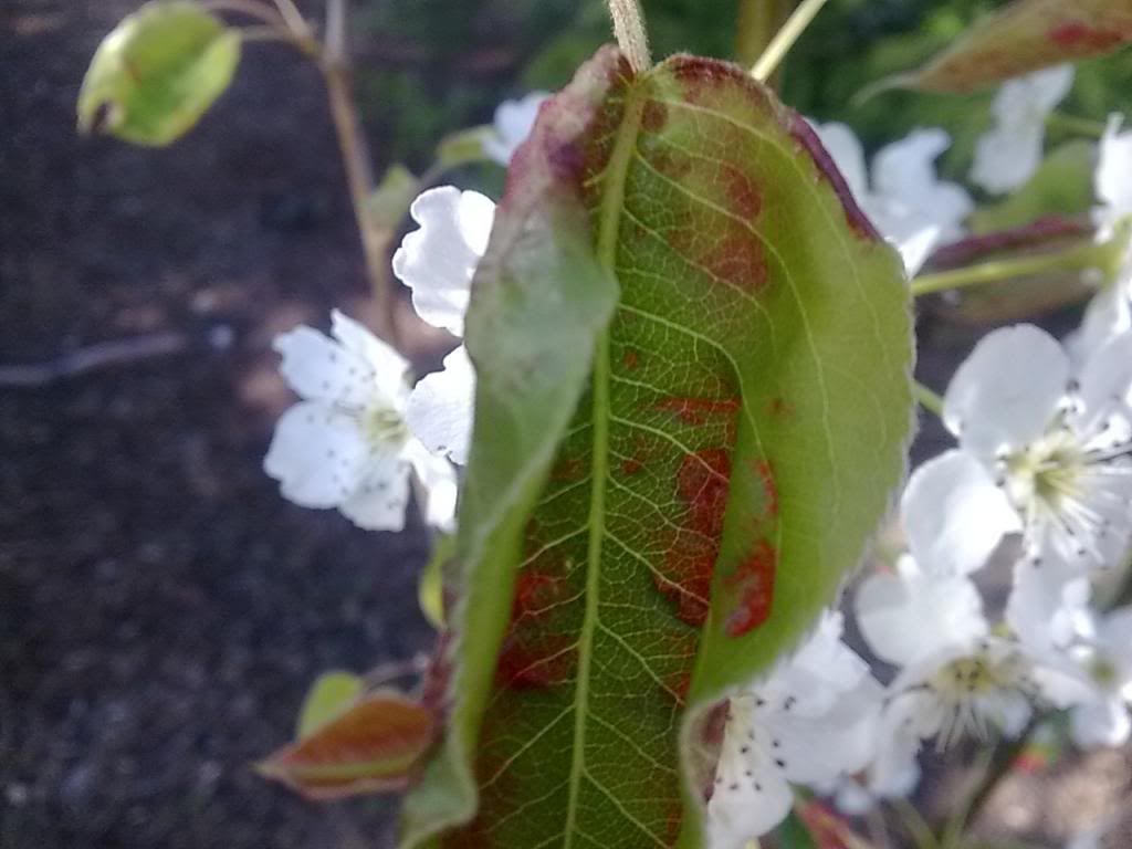  photo Image540_zpscbf38e75.jpg