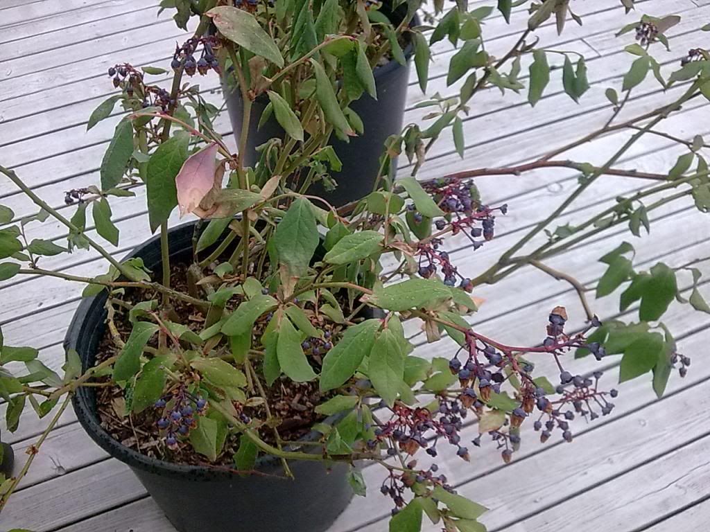  photo Image568_zps5f9f17bc.jpg