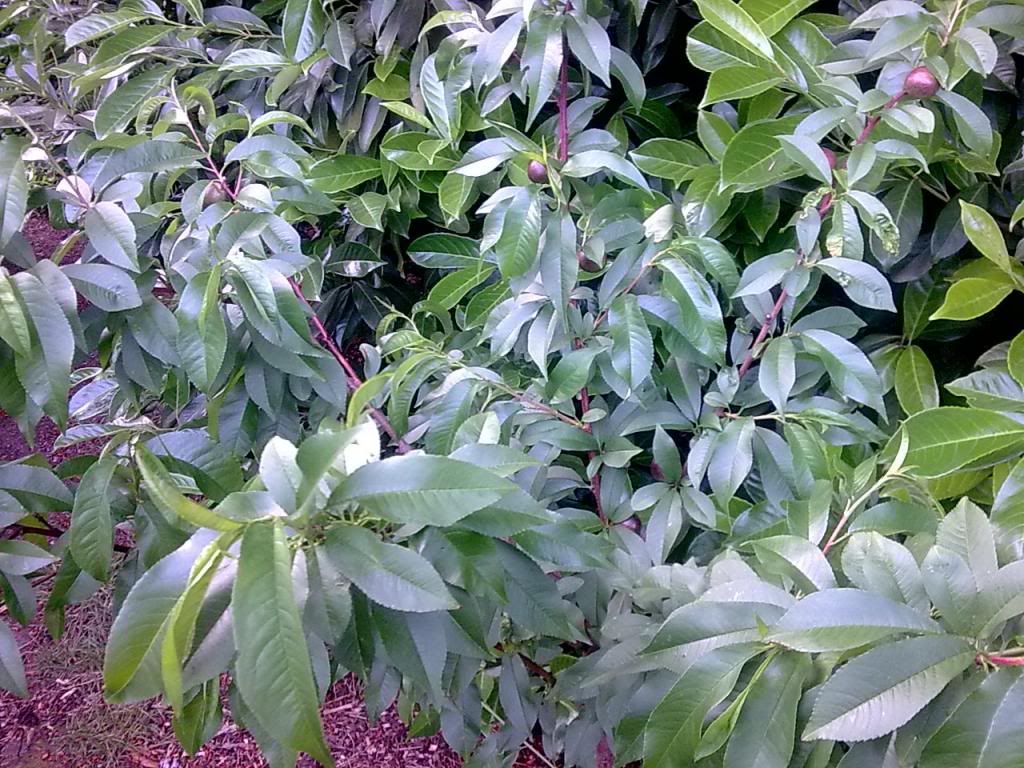  photo Image574_zps71ed6b05.jpg