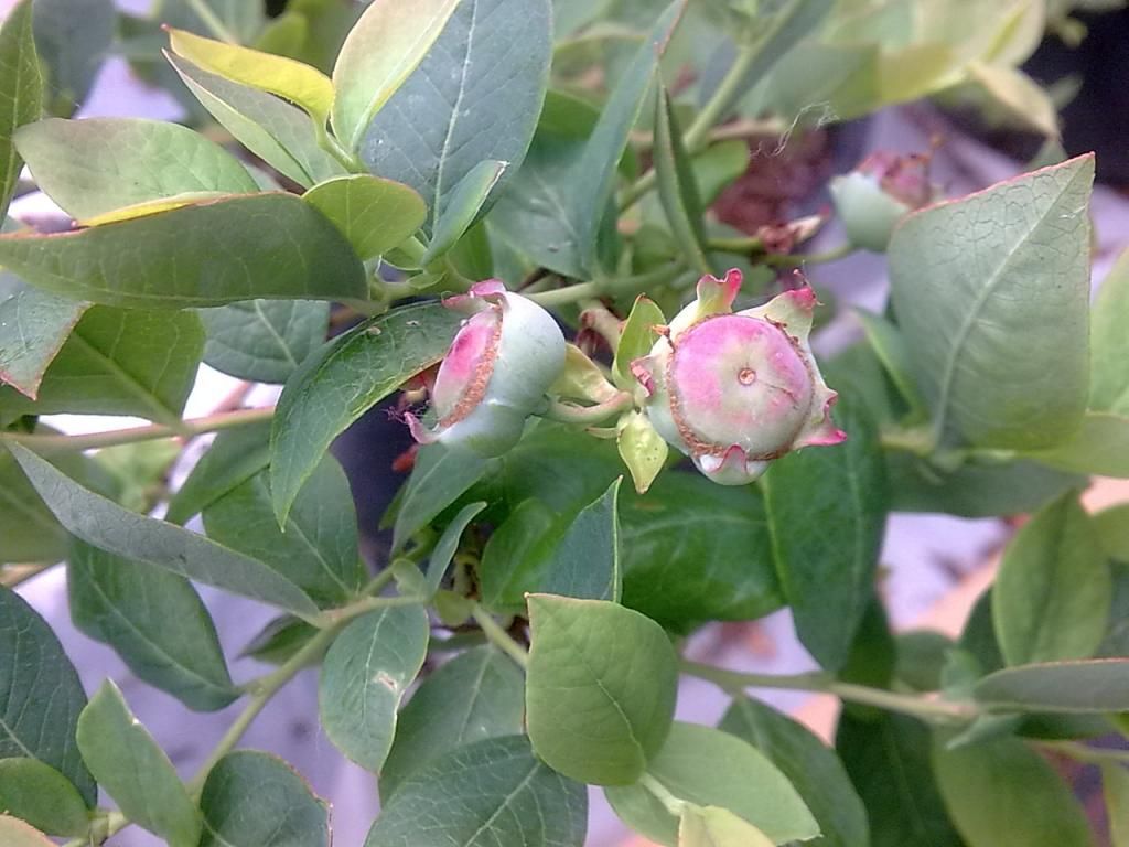  photo Image583_zps755d4656.jpg