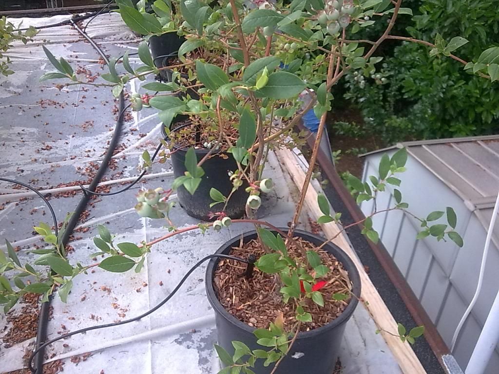  photo Image587_zpsd52f3081.jpg