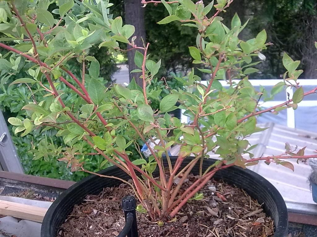  photo Image590_zpsfdea8e8a.jpg