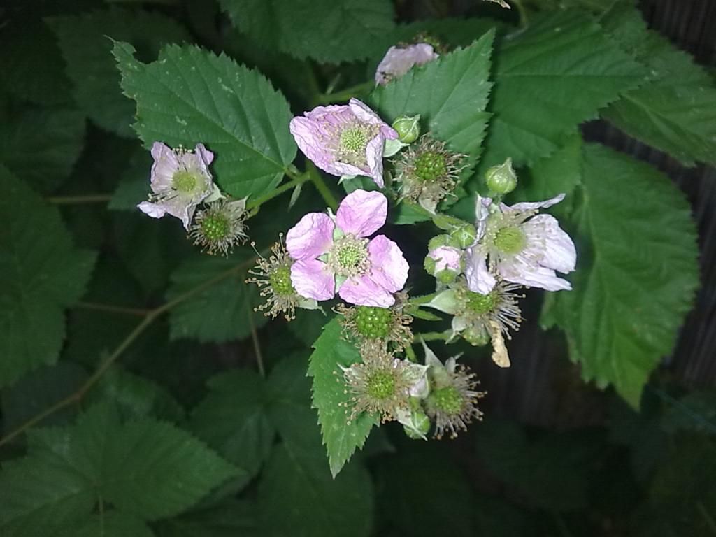  photo Image596_zpsd27cea30.jpg