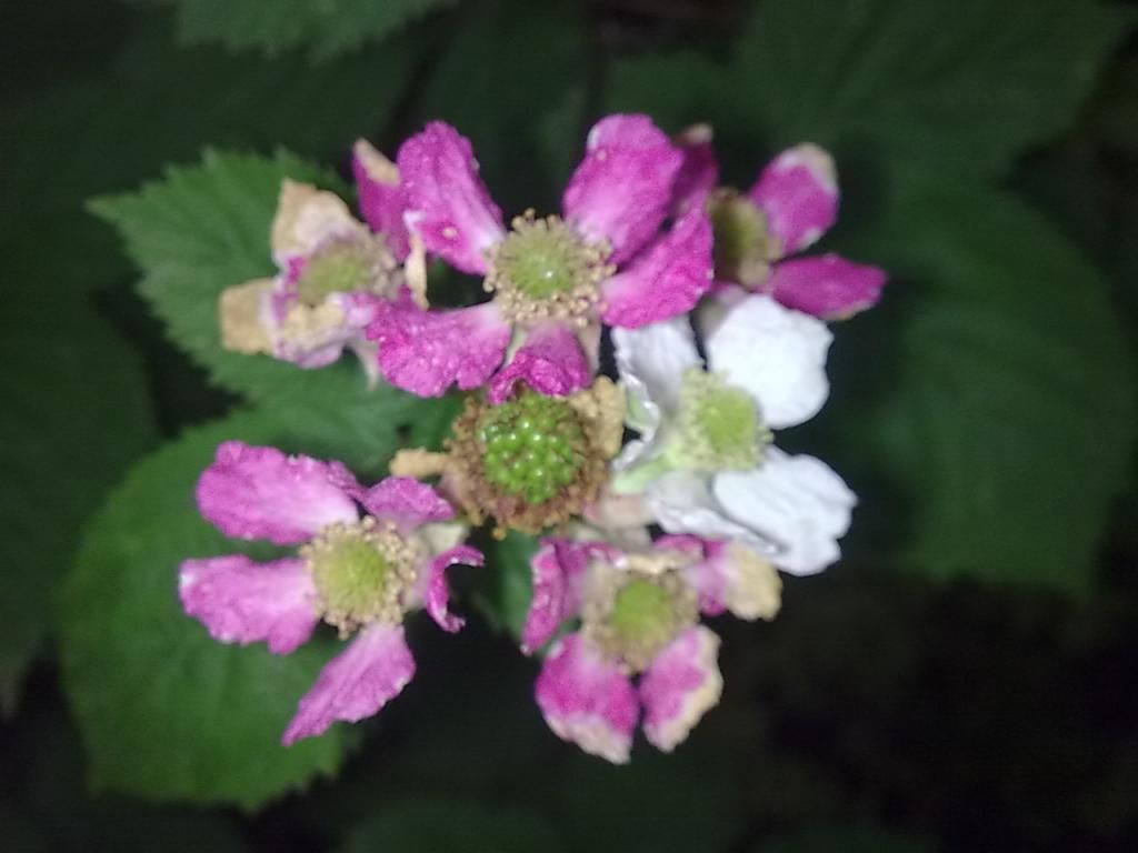  photo Image597_zpsa568a529.jpg