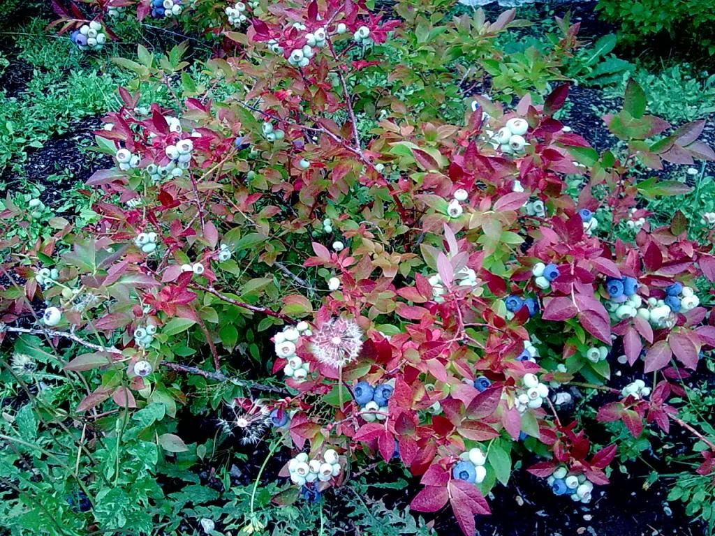  photo Image600_zpscc8def46.jpg