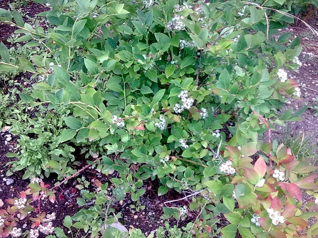  photo Image601_zps4402d3de.jpg