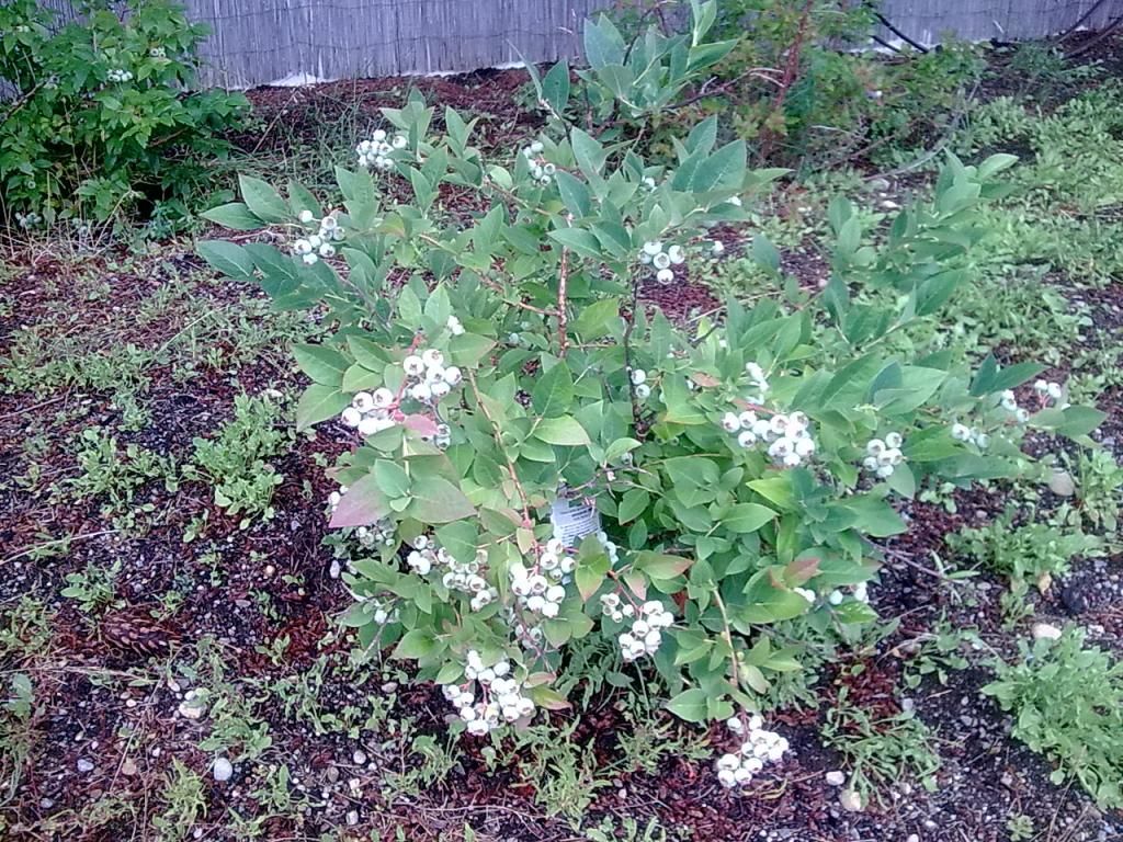  photo Image602_zps192f5d5d.jpg