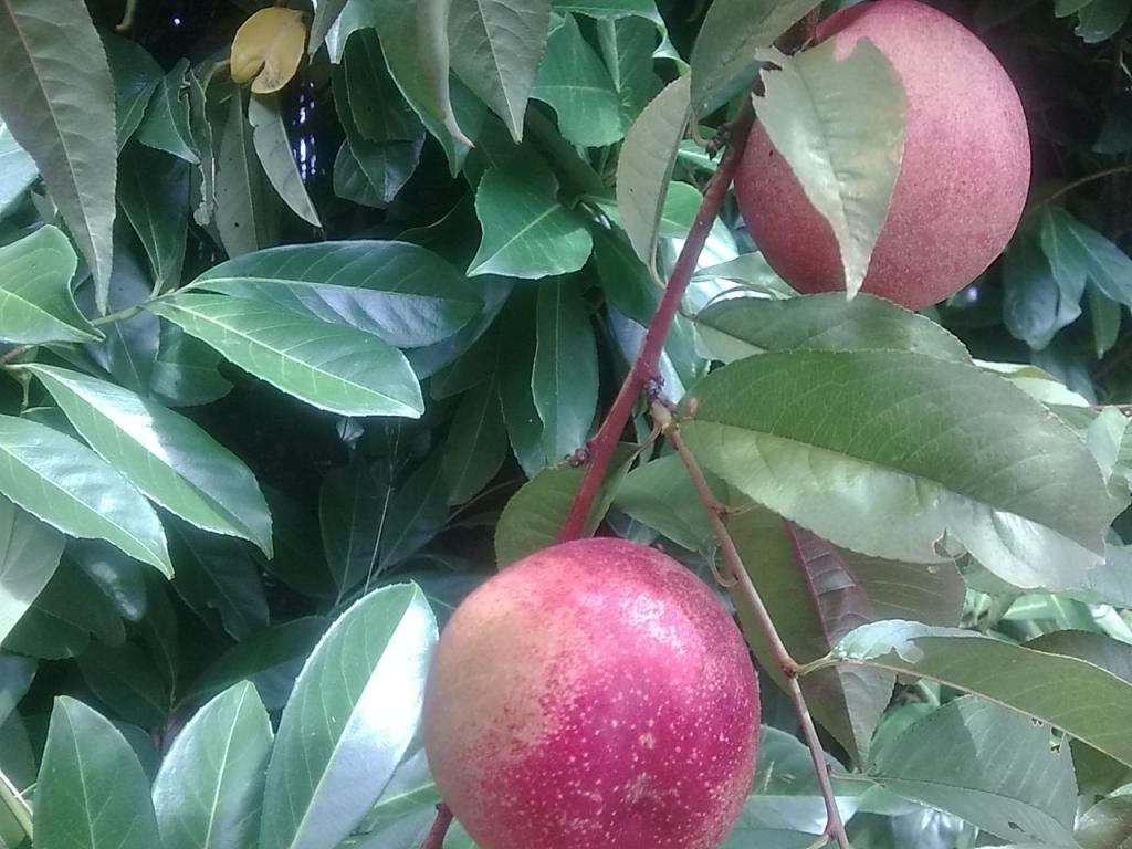  photo Image648_zpsc0624b4f.jpg