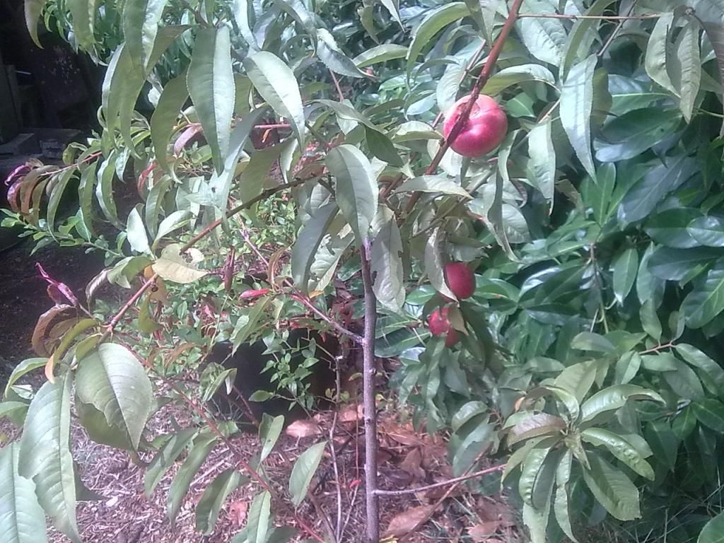  photo Image650_zpsdb89115b.jpg