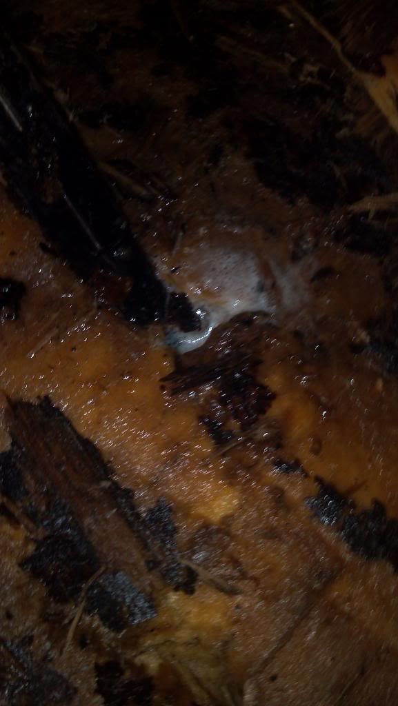 2011-08-06_19-20-28_202.jpg