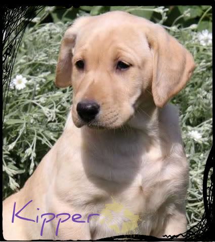 Kipper-1.jpg