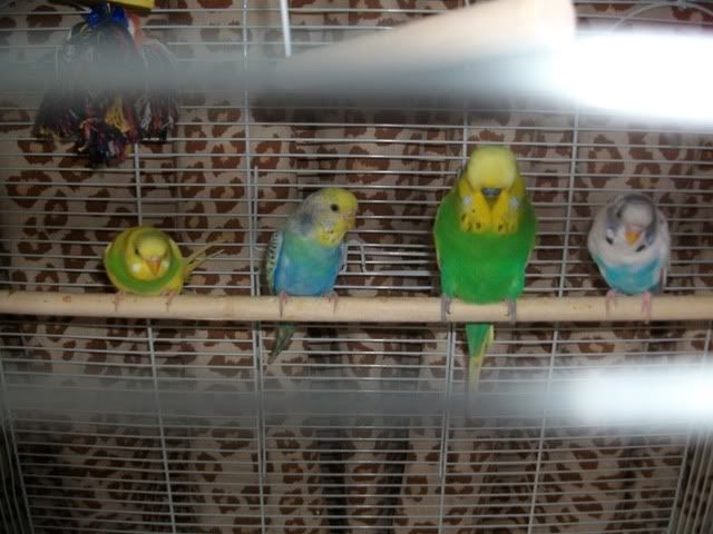 SANY0693.jpg?t=1311554427