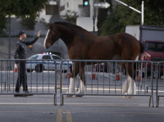 Budweiser Clydesdales Super Bowl 2013