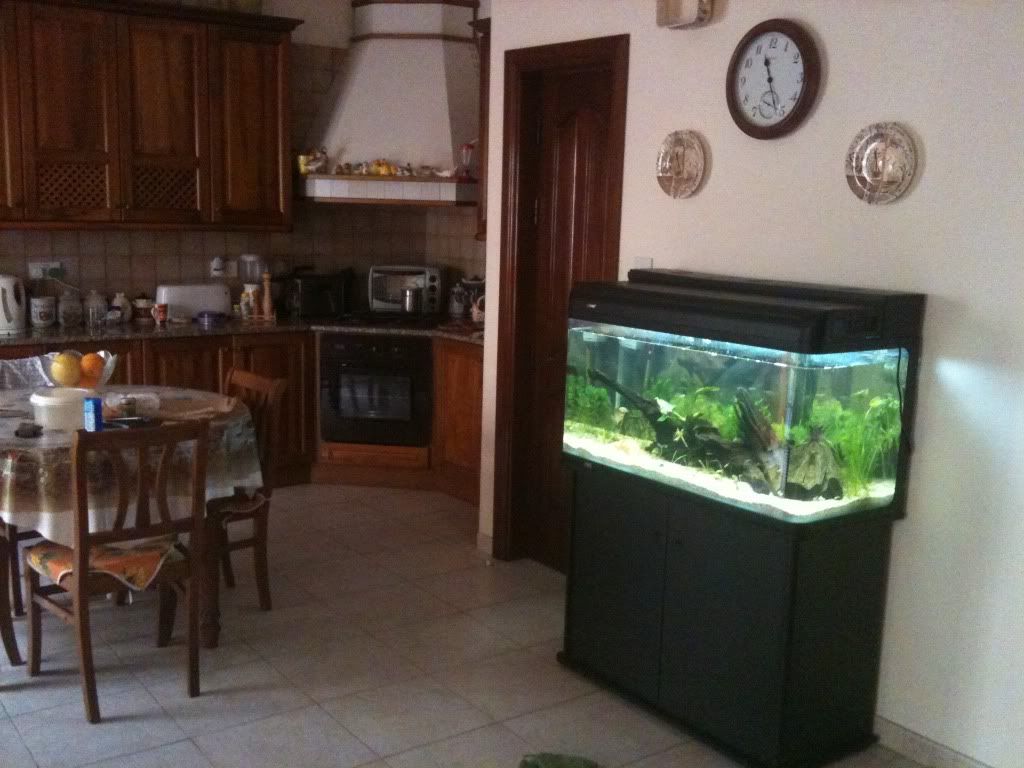 aquarium and surroundings picture thread - page 3 - tropical fish aquarium and surroundings picture thread - page 3 - tropical fish