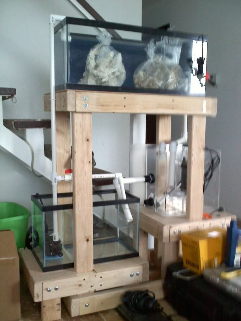 Chiefnreefer's 20 gallon long (10g fuge/6g sump) Reef Central Online Community